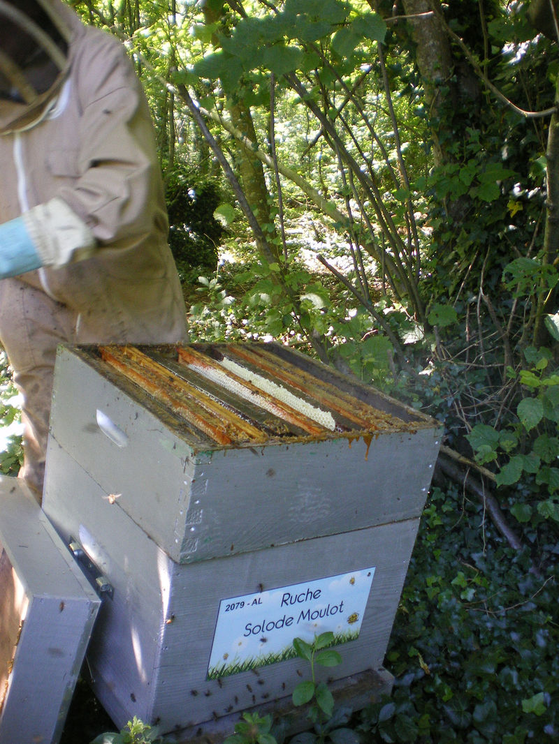 La ruche Solode Moulot